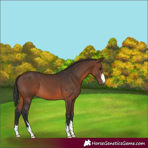Horse Color:Brown 
