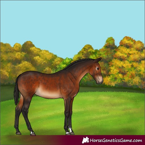 Horse Color:Gray Bay 