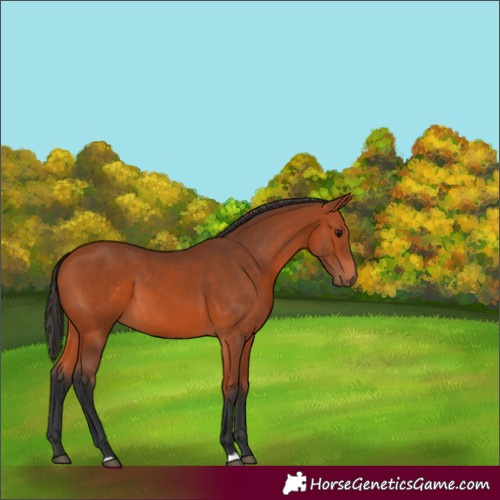 Horse Color:Bay 