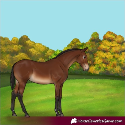 Horse Color:Gray Bay 