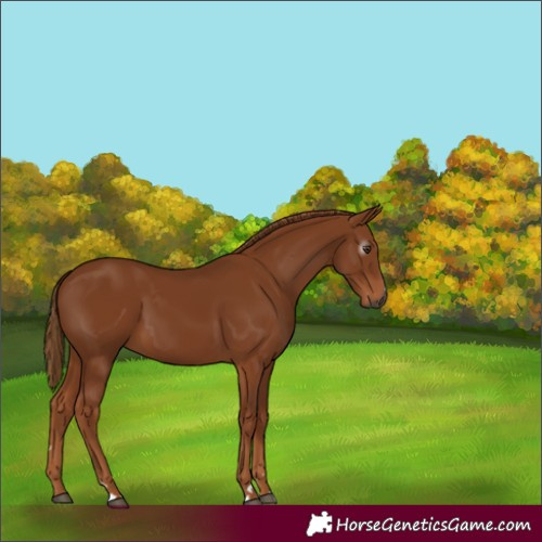Horse Color:Gray Chestnut 