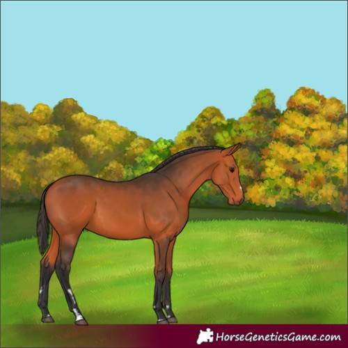 Horse Color:Bay 