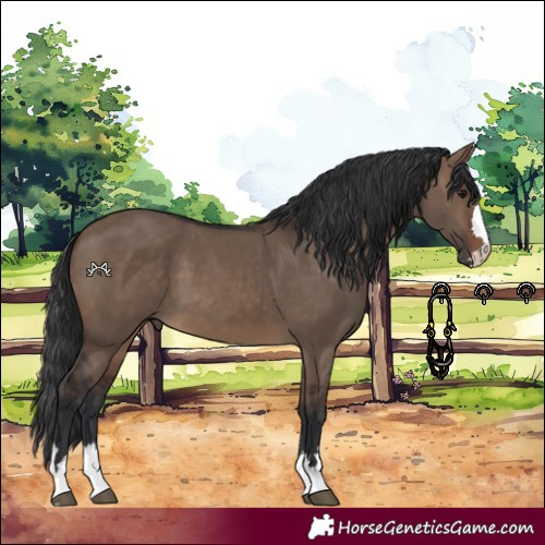 Horse Color:Brown Dun 