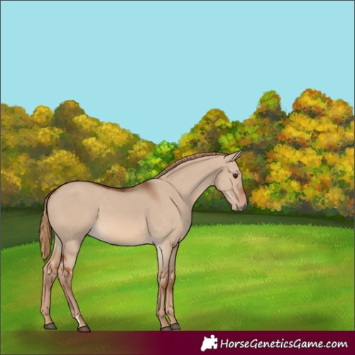 Horse Color:Red Dun 