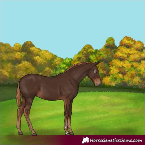 Horse Color:Gray Chestnut 