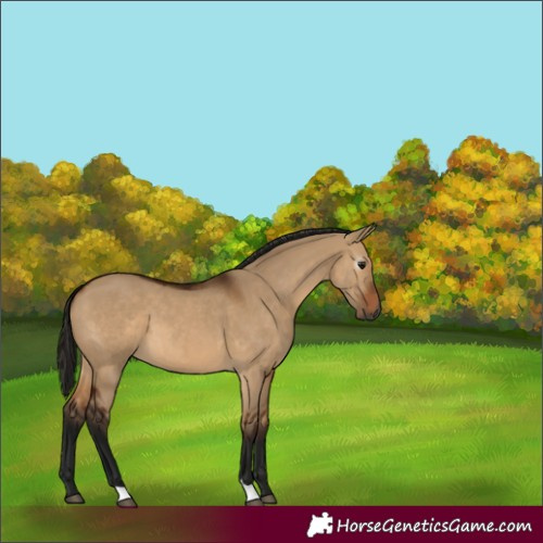 Horse Color:Gray Bay Dun 