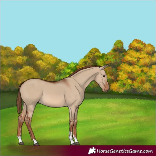 Horse Color:Red Dun 