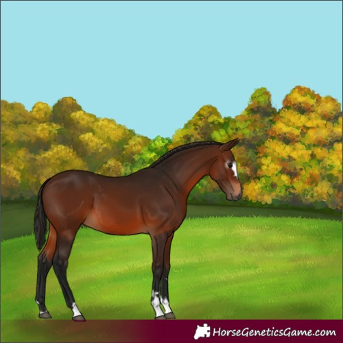 Horse Color:Gray Bay 