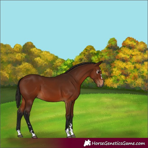 Horse Color:Gray Bay 