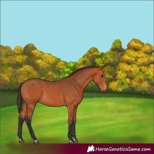Horse Color:Bay 