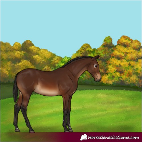 Horse Color:Gray Bay 