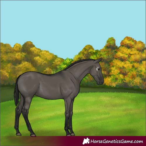 Horse Color:Gray Grullo 