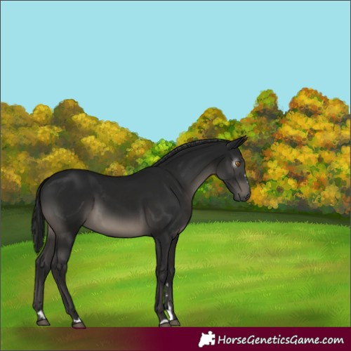 Horse Color:Gray Black 