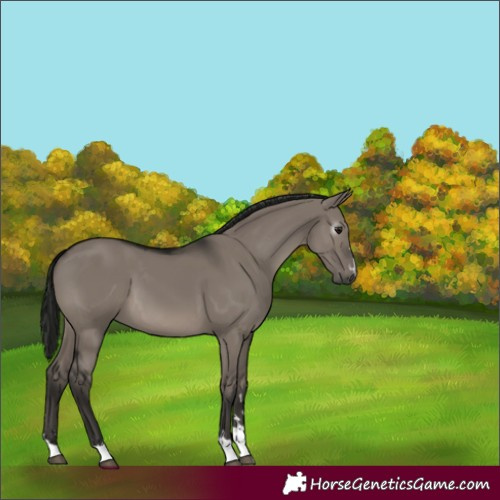 Horse Color:Gray Grullo 
