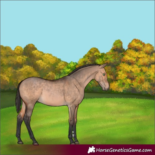 Horse Color:Bay Dun 
