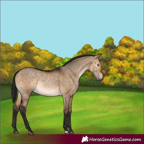 Horse Color:Gray Bay Dun 