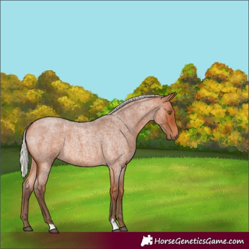 Horse Color:Silver Bay Roan 