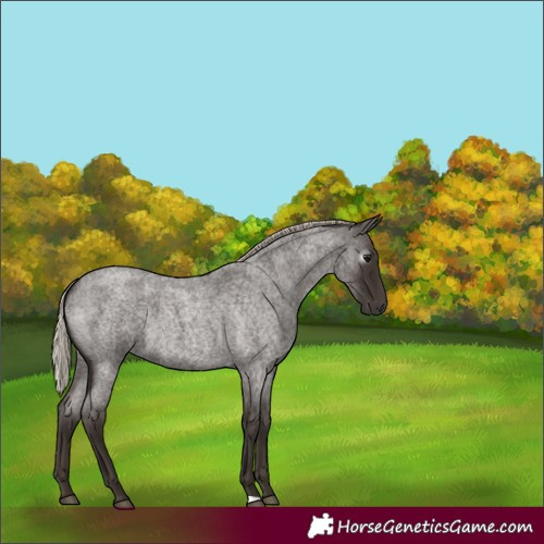 Horse Color:Gray Silver Blue Roan 