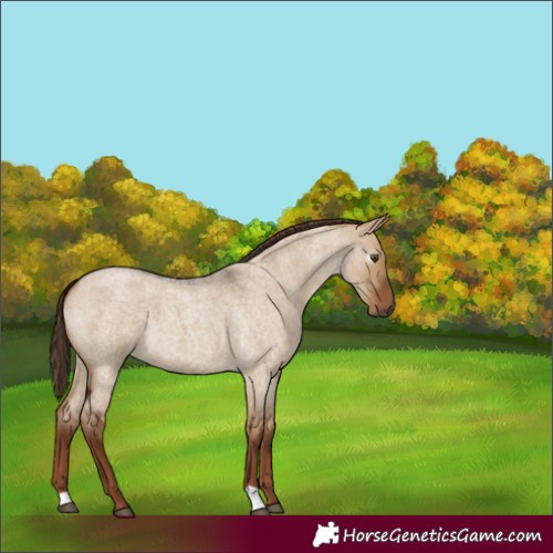 Horse Color:Gray Red Dun Roan 