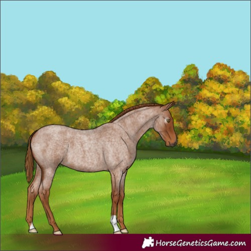 Horse Color:Gray Red Roan 