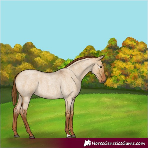 Horse Color:Gray Red Dun Roan 