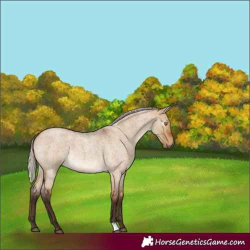 Horse Color:Gray Silver Bay Roan Dun 