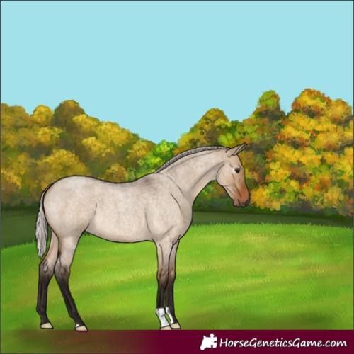 Horse Color:Gray Silver Bay Roan Dun 