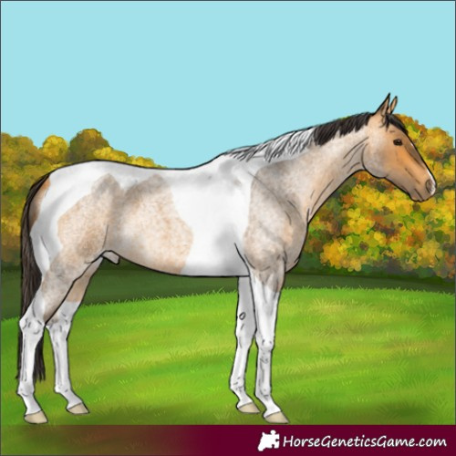 Horse Color:Buckskin Roan Tobiano 
