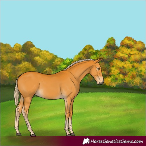 Horse Color:Gray Palomino 