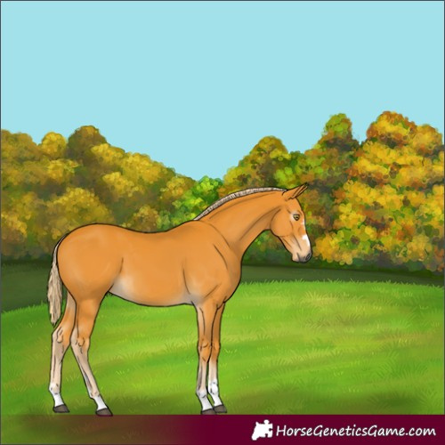 Horse Color:Gray Palomino 
