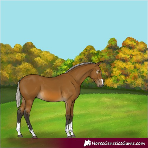 Horse Color:Gray Silver Buckskin 