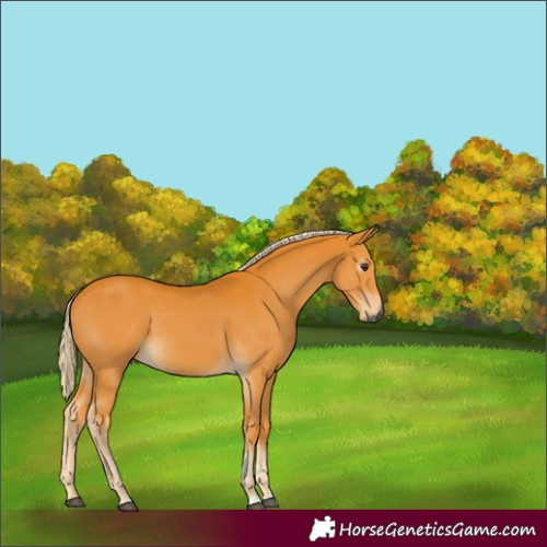 Horse Color:Gray Palomino 