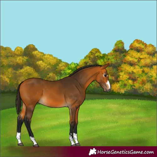 Horse Color:Gray Buckskin 