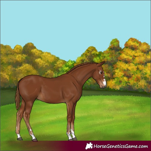 Horse Color:Gray Chestnut 