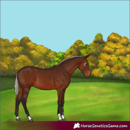 Horse Color:Gray Silver Bay 