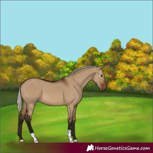 Horse Color:Gray Silver Bay Dun 