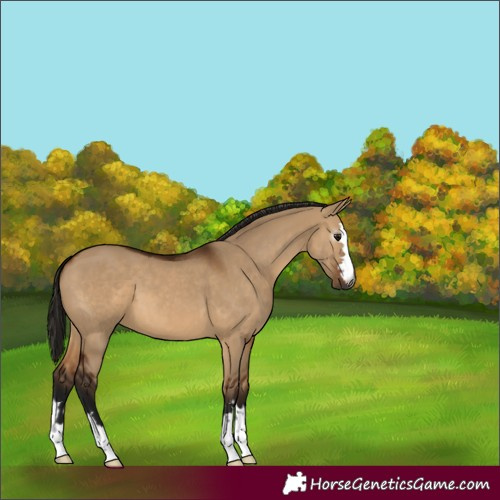 Horse Color:Gray Bay Dun 