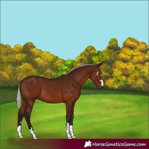Horse Color:Gray Silver Bay 