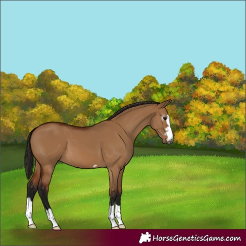 Horse Color:Gray Bay Dun 