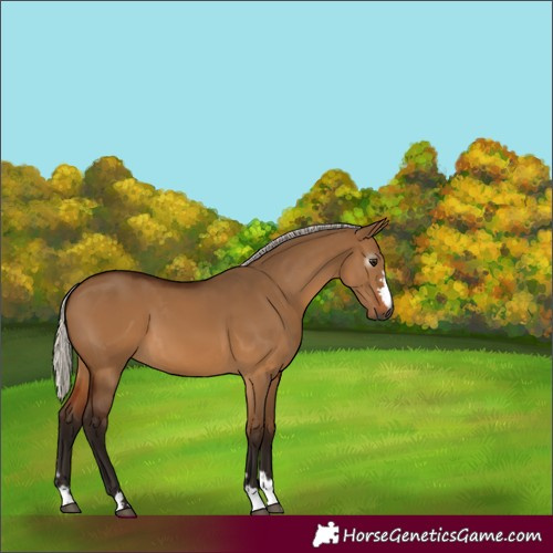 Horse Color:Gray Silver Bay Dun 