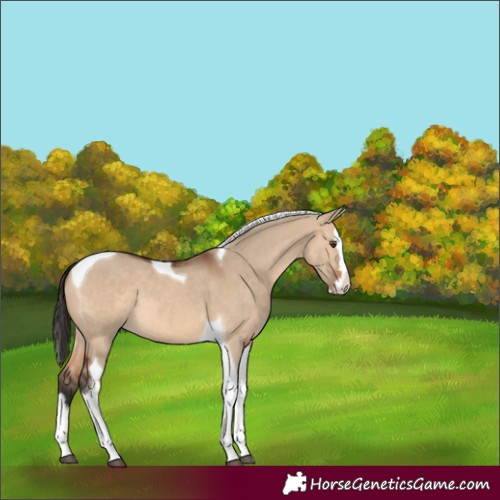 Horse Color:Bay Dun Splash Tobiano 
