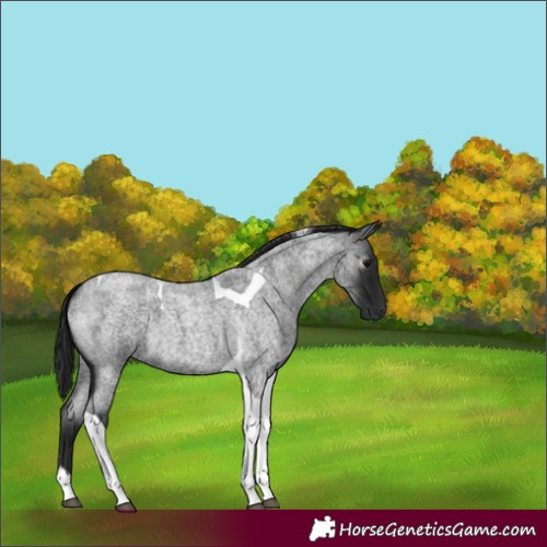 Horse Color:Gray Blue Roan Tobiano 