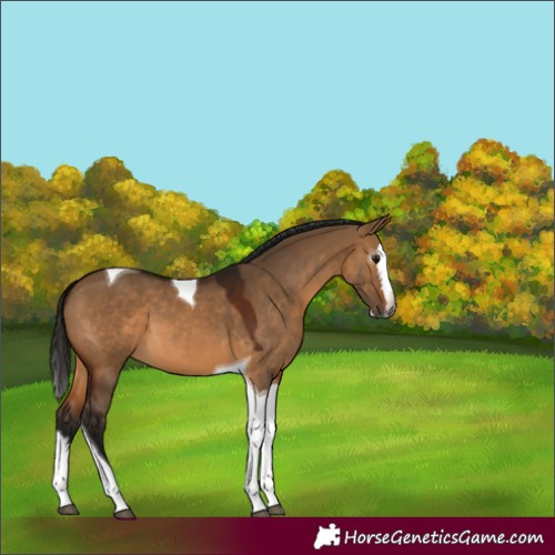 Horse Color:Gray Bay Dun Splash Tobiano 
