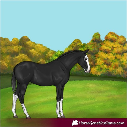 Horse Color:Gray Black Splash 