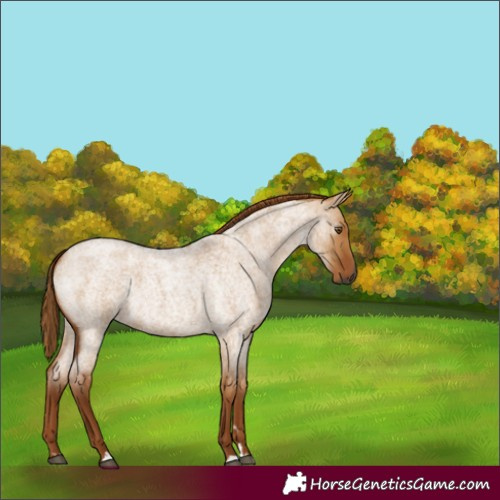 Horse Color:Gray Red Dun Roan 