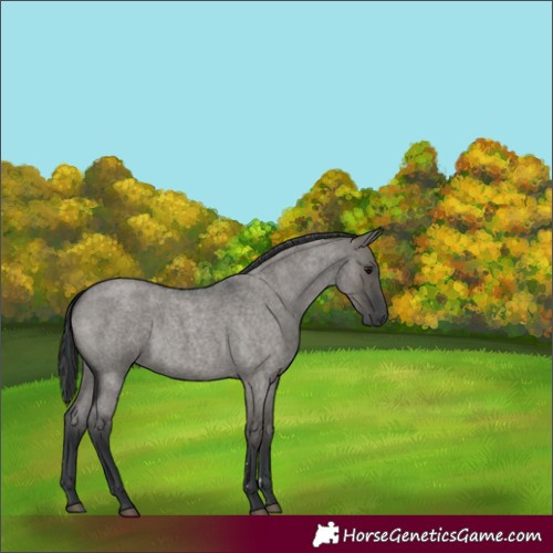 Horse Color:Grullo Roan 