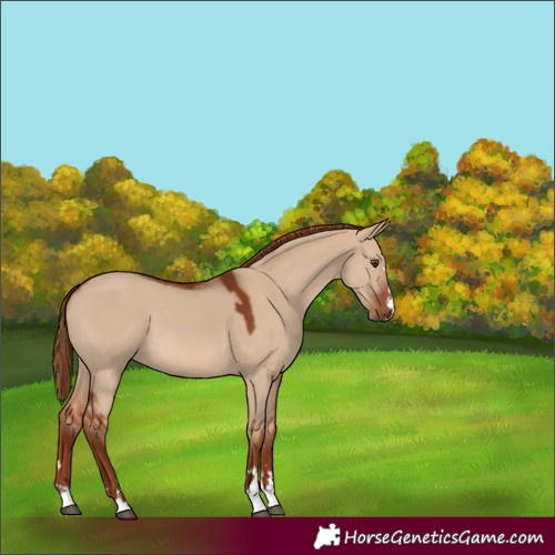 Horse Color:Red Dun 
