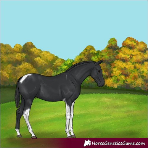 Horse Color:Black Tobiano 
