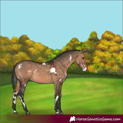 Horse Color:White Spotted Brown Dun 