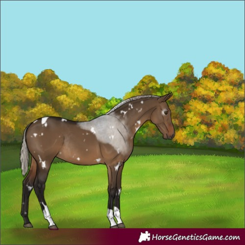 Horse Color:Gray White Spotted Silver Brown Dun Tobiano Rabicano 
